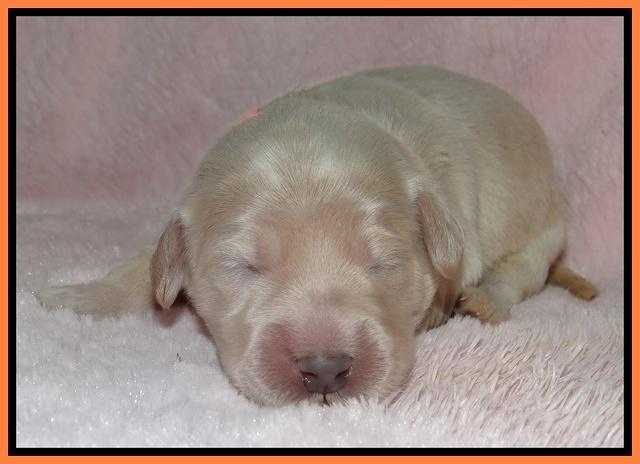 Bess Zephyr pups 1 wk old 171
