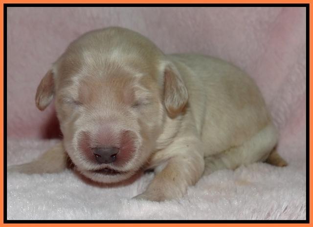 Bess Zephyr pups 1 wk old 181