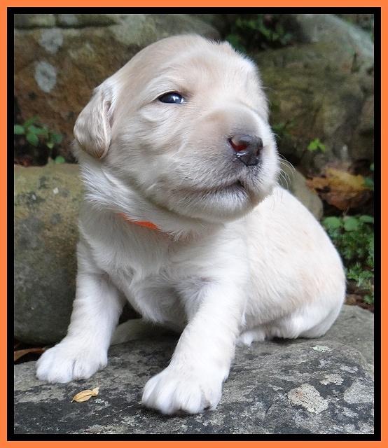 Bess Zephyr pups 2 wks old 11