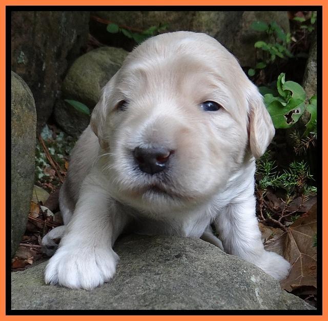 Bess Zephyr pups 2 wks old 31