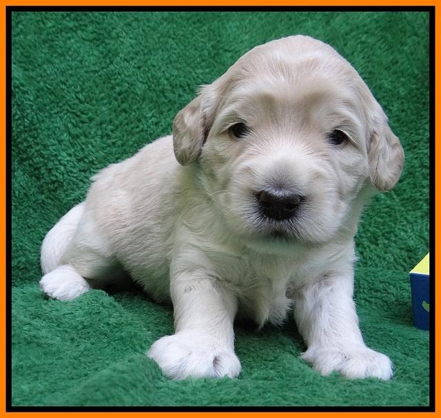 Bess Zephyr pups 3 wks old 181