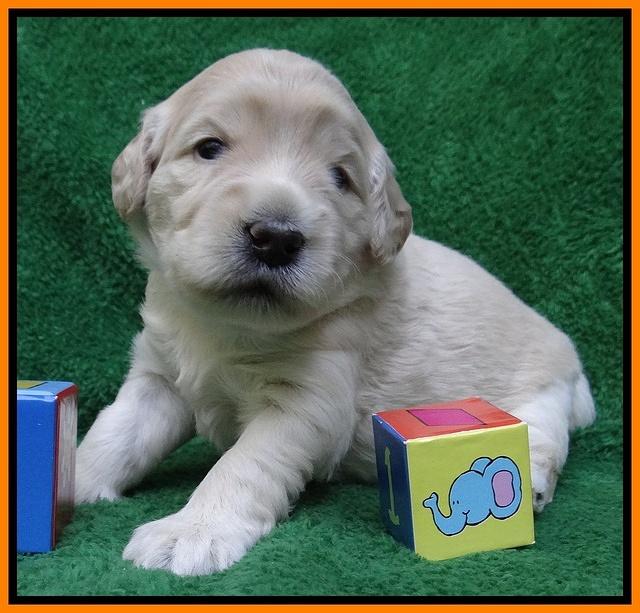 Bess Zephyr pups 3 wks old 191