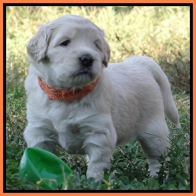 Bess Zephyr pups 4 wks old 261