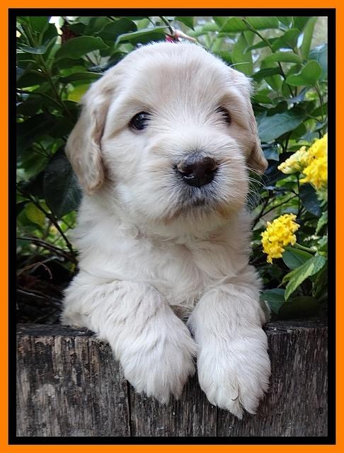 Bess Zephyr pups 5 wks old 201