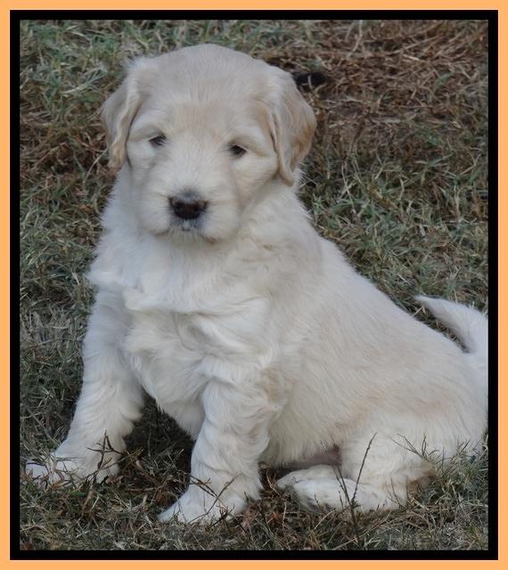 Bess Zephyr pups 6 wks old 311