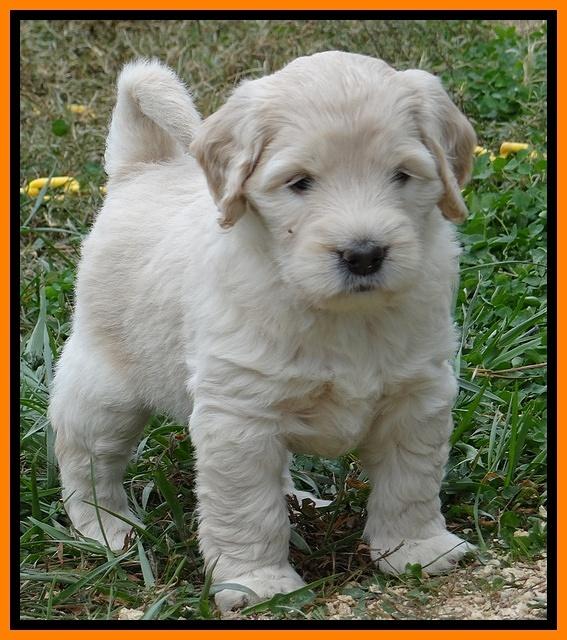 Bess Zephyr pups 6 wks old 321