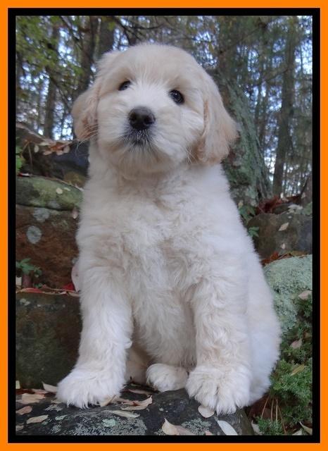 Bess Zephyr pups 8 wks old 81