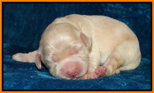 Bess Zephyr pups newborn 61