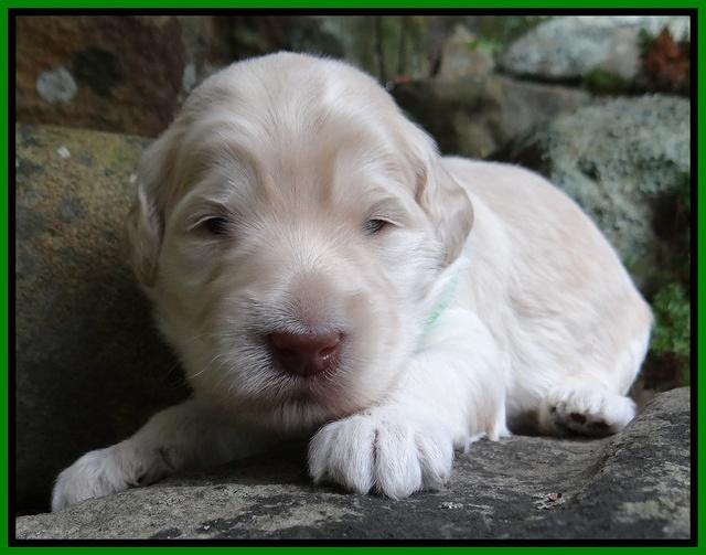 Bess Zephyr pups 2 wks old 51