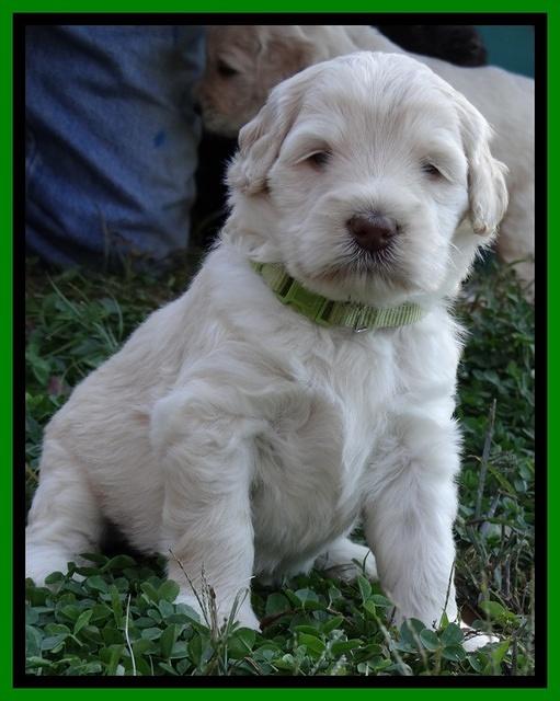 Bess Zephyr pups 4 wks old 281