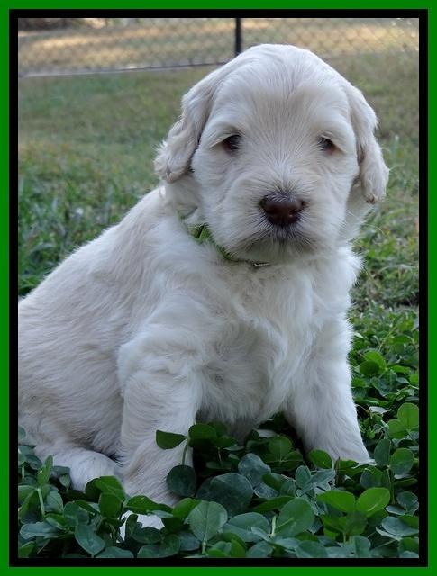 Bess Zephyr pups 4 wks old 301