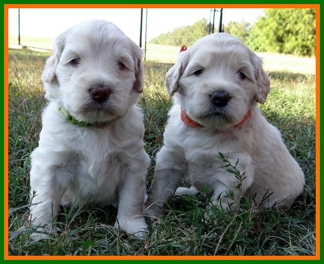 Bess Zephyr pups 4 wks old 331