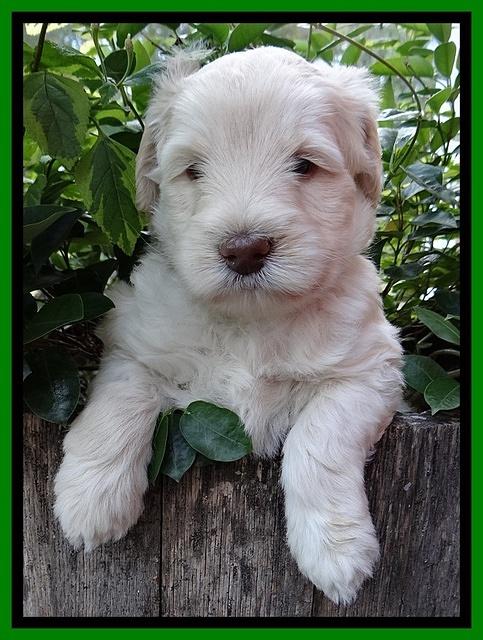 Bess Zephyr pups 5 wks old 101