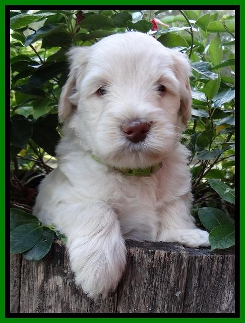 Bess Zephyr pups 5 wks old 121