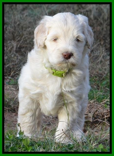 Bess Zephyr pups 6 wks old 251
