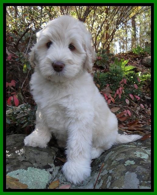 Bess Zephyr pups 8 wks old 141