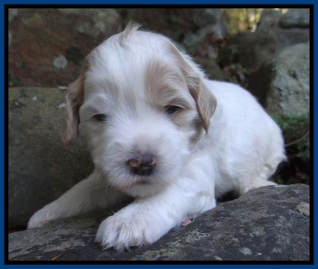 Jolie Marco TExas pups 3 wks old 1111