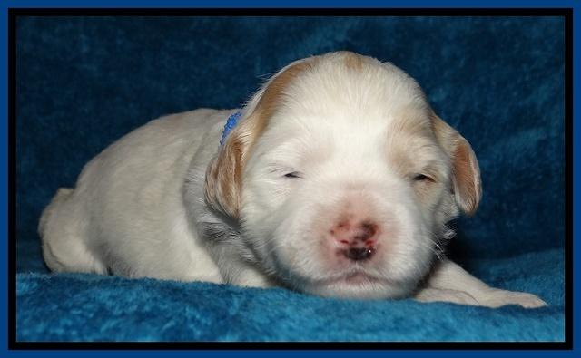 Jolie Marco Tecas pups 2 wks old 41