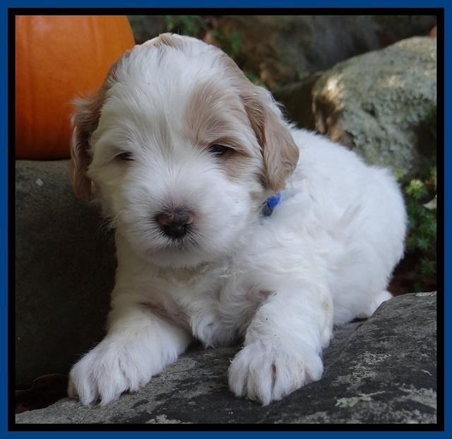 Jolie Texas Marco group pups 4 wks old 31