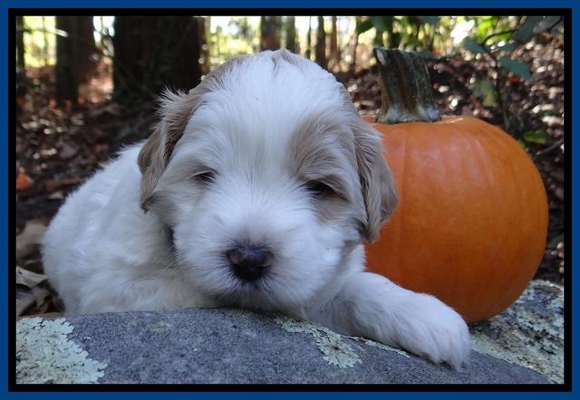 Jolie Texas Marco group pups 4 wks old 41