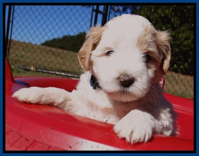 Jolie Texas Marco pups 5 wks old 41
