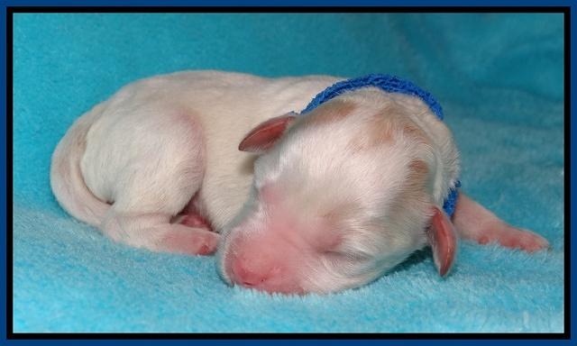 Jollie Marco TExas newborn pups 11