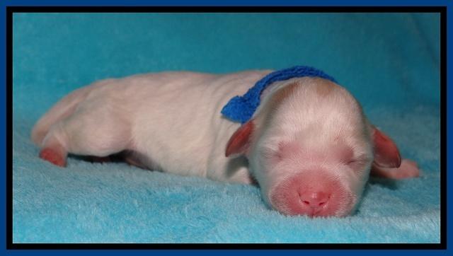Jollie Marco TExas newborn pups 21