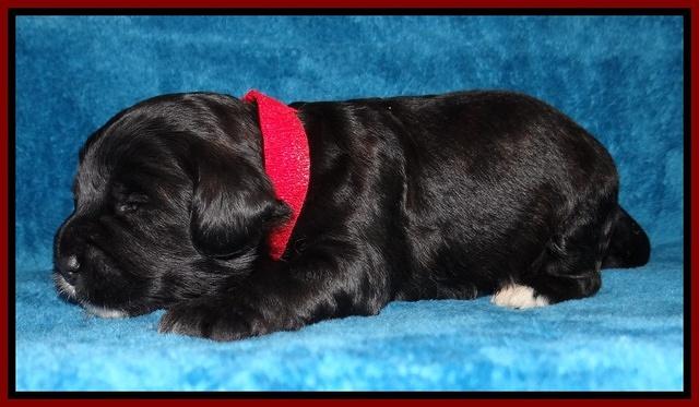 Jolie Marco Tecas pups 2 wks old 61