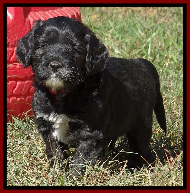 Jolie Texas Marco pups 5 wks old 101
