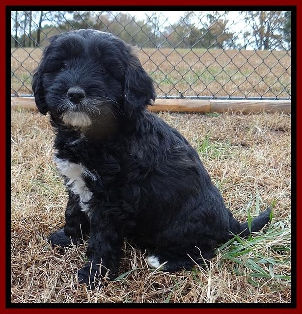 Jolie Texas Marco pups 7 wks old 51