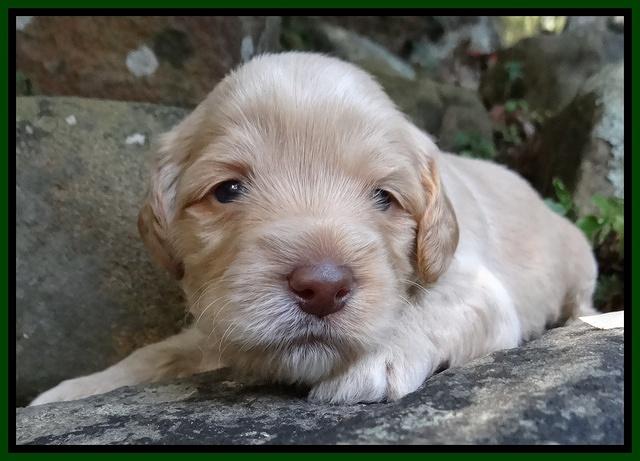 Jolie Marco TExas pups 3 wks old 101