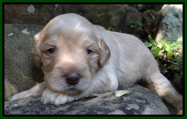 Jolie Marco TExas pups 3 wks old 111