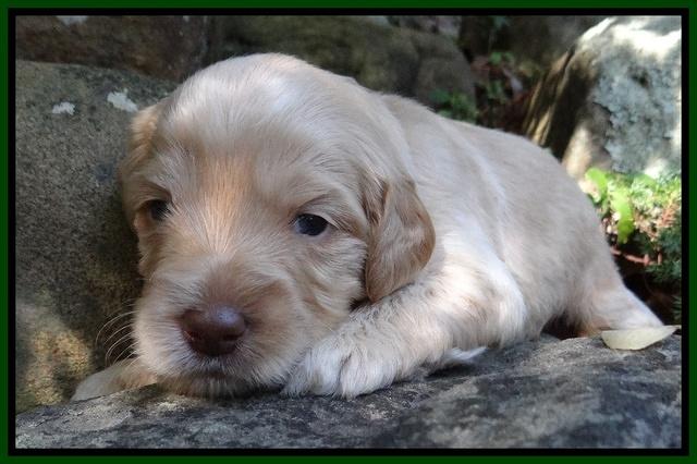 Jolie Marco TExas pups 3 wks old 91