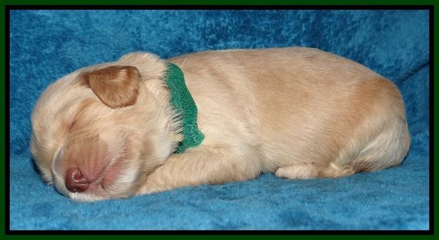 Jolie Marco Tecas pups 2 wks old 101