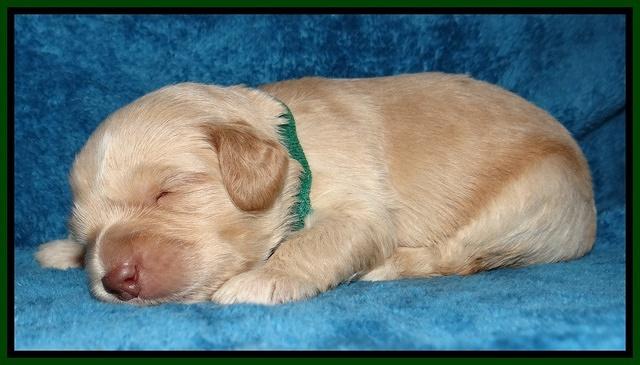 Jolie Marco Tecas pups 2 wks old 81