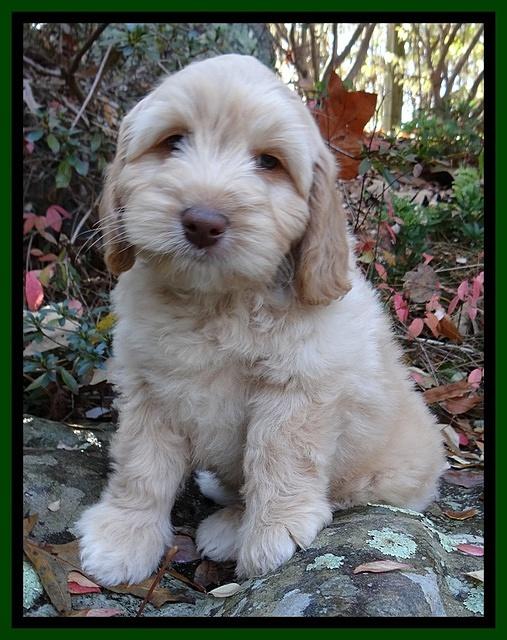 Jolie Tex Max pups 8 wks old 191