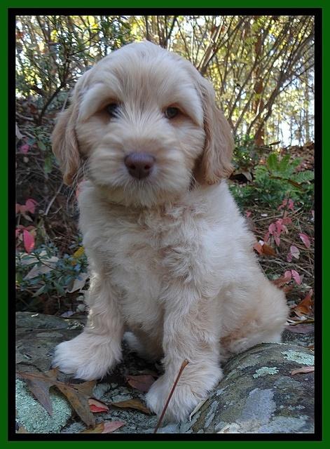 Jolie Tex Max pups 8 wks old 201