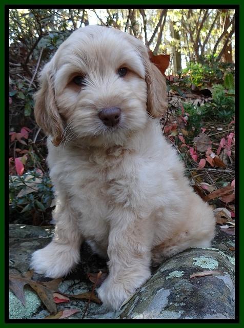 Jolie Tex Max pups 8 wks old 211