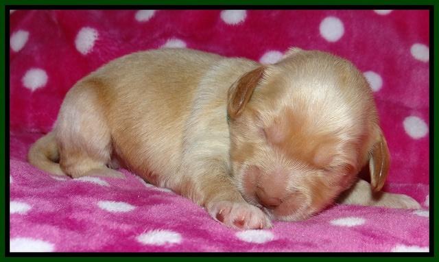 Jolie Texas Marco pups 1 wk old 9100