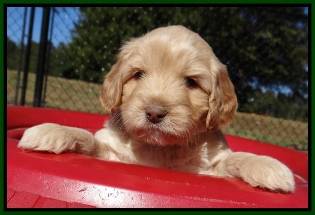 Jolie Texas Marco pups 5 wks old 141