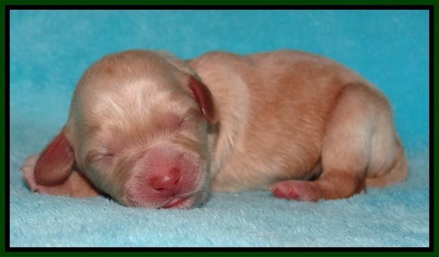 Jollie Marco TExas newborn pups 51