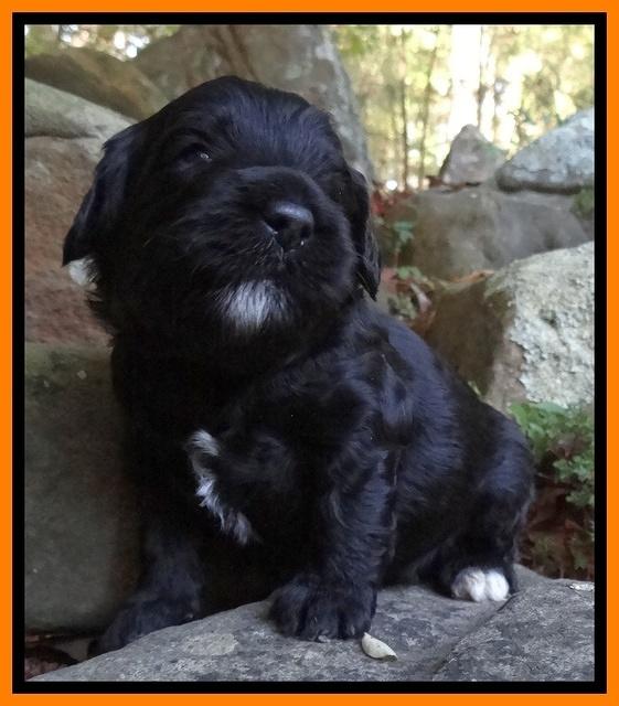 Jolie Marco TExas pups 3 wks old 141