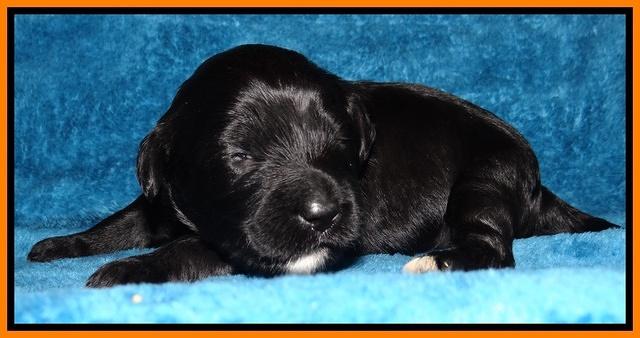 Jolie Marco Tecas pups 2 wks old 111