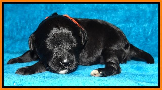 Jolie Marco Tecas pups 2 wks old 121