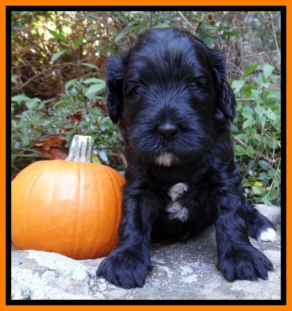 Jolie Texas Marco group pups 4 wks old 121