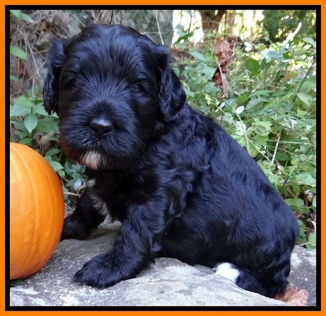 Jolie Texas Marco group pups 4 wks old 131