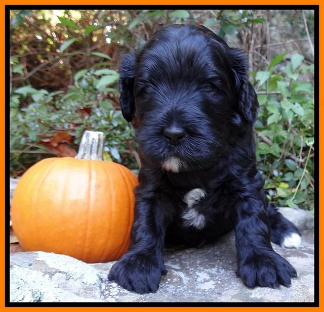 Jolie Texas Marco group pups 4 wks old 141