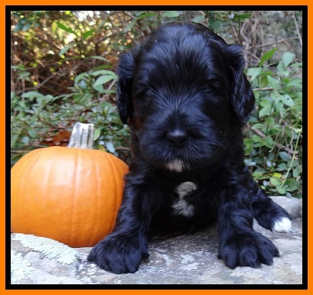 Jolie Texas Marco group pups 4 wks old 151