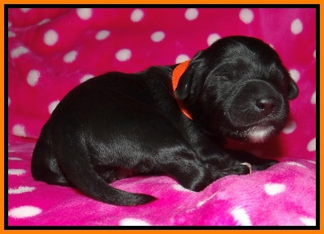 Jolie Texas Marco pups 1 wk old 10100