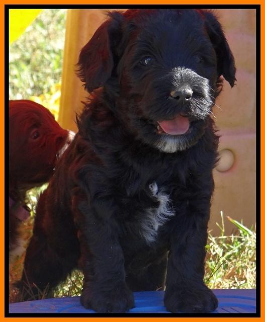 Jolie Texas Marco pups 5 wks old 171